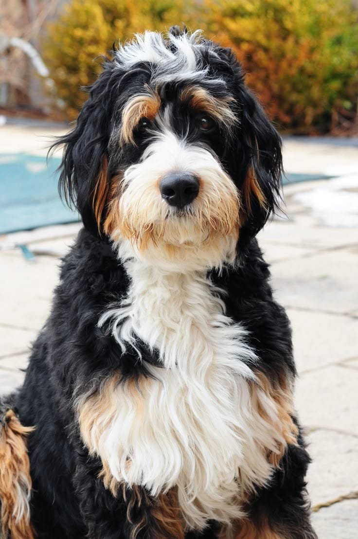 Bernedoodle for sale