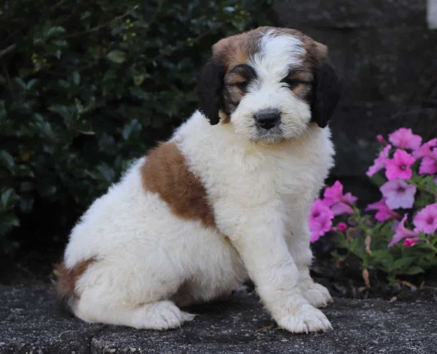 Labrador