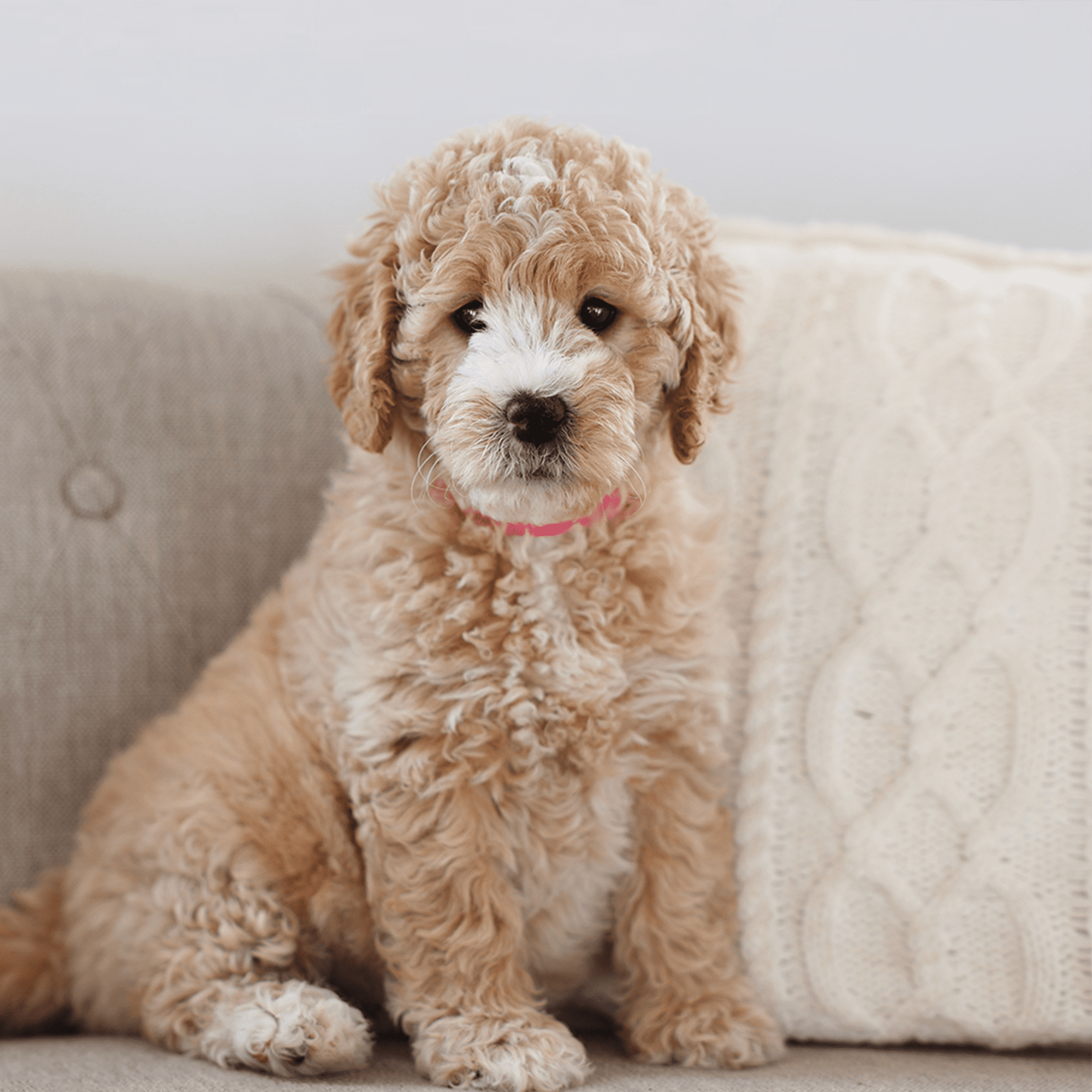 Goldendoodle